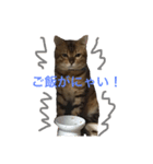 ベンガル猫マサラ（個別スタンプ：5）