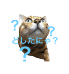 ベンガル猫マサラ（個別スタンプ：6）