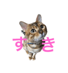 ベンガル猫マサラ（個別スタンプ：8）