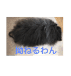 トイプードルのkaira（個別スタンプ：9）