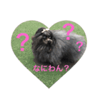 トイプードルのkaira（個別スタンプ：10）