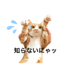 西崎家の猫達（個別スタンプ：1）