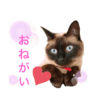 西崎家の猫達（個別スタンプ：3）