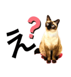 西崎家の猫達（個別スタンプ：5）