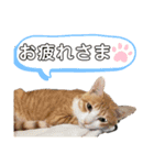 西崎家の猫達（個別スタンプ：7）