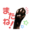 西崎家の猫達（個別スタンプ：8）