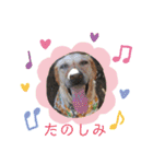 我家のアリス。（個別スタンプ：11）