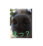 我家のアリス。（個別スタンプ：25）