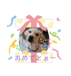 我家のアリス。（個別スタンプ：29）