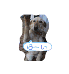 我家のアリス。（個別スタンプ：37）