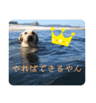 我家のアリス。（個別スタンプ：39）
