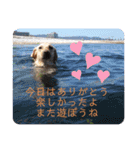 我家のアリス。（個別スタンプ：40）