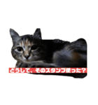 よく使える猫のスタンプ（個別スタンプ：1）
