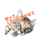 よく使える猫のスタンプ（個別スタンプ：3）