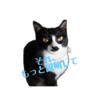 よく使える猫のスタンプ（個別スタンプ：4）