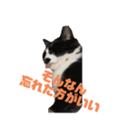 よく使える猫のスタンプ（個別スタンプ：5）