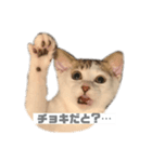 ひじき様の言う通り。（個別スタンプ：13）