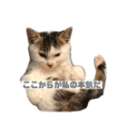 ひじき様の言う通り。（個別スタンプ：16）