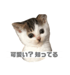 ひじき様の言う通り。（個別スタンプ：19）