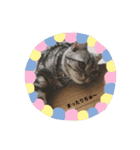 アメショのフロル（個別スタンプ：1）
