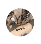 アメショのフロル（個別スタンプ：2）