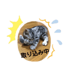 アメショのフロル（個別スタンプ：6）