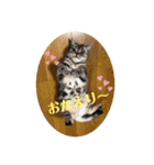アメショのフロル（個別スタンプ：14）