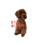 トイプー♥︎エド5（個別スタンプ：7）
