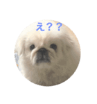 もふもふ姉弟+α（個別スタンプ：1）