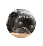 もふもふ姉弟+α（個別スタンプ：2）