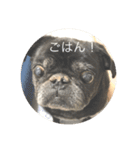 もふもふ姉弟+α（個別スタンプ：4）