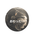 もふもふ姉弟+α（個別スタンプ：7）