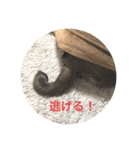 もふもふ姉弟+α（個別スタンプ：8）