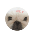 もふもふ姉弟+α（個別スタンプ：11）