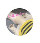 もふもふ姉弟+α（個別スタンプ：15）