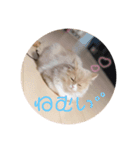 ビビとコアラの癒し猫♡（個別スタンプ：2）