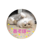 ビビとコアラの癒し猫♡（個別スタンプ：4）