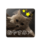 ビビとコアラの癒し猫♡（個別スタンプ：5）