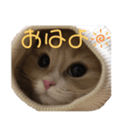ビビとコアラの癒し猫♡（個別スタンプ：6）