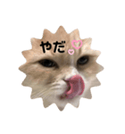 ビビとコアラの癒し猫♡（個別スタンプ：7）