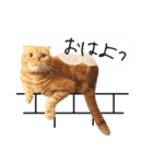 ネコのソル君による日常会話（個別スタンプ：1）