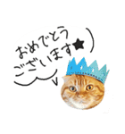 ネコのソル君による日常会話（個別スタンプ：2）