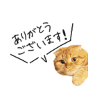 ネコのソル君による日常会話（個別スタンプ：3）