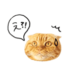 ネコのソル君による日常会話（個別スタンプ：7）