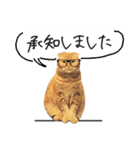 ネコのソル君による日常会話（個別スタンプ：8）