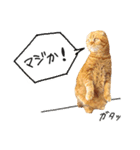 ネコのソル君による日常会話（個別スタンプ：10）