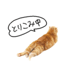 ネコのソル君による日常会話（個別スタンプ：12）