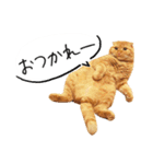 ネコのソル君による日常会話（個別スタンプ：13）