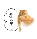ネコのソル君による日常会話（個別スタンプ：14）
