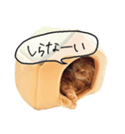 ネコのソル君による日常会話（個別スタンプ：15）